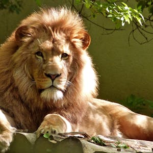Wildlife Photography