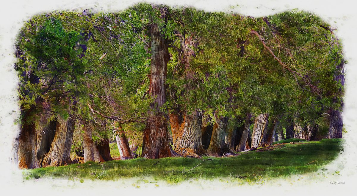 Tree Trunk Strong