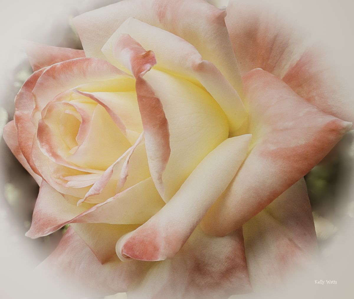 Rose Beauty
