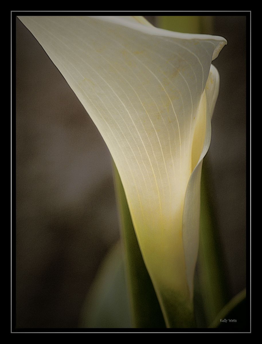 Delicate Cana Lily