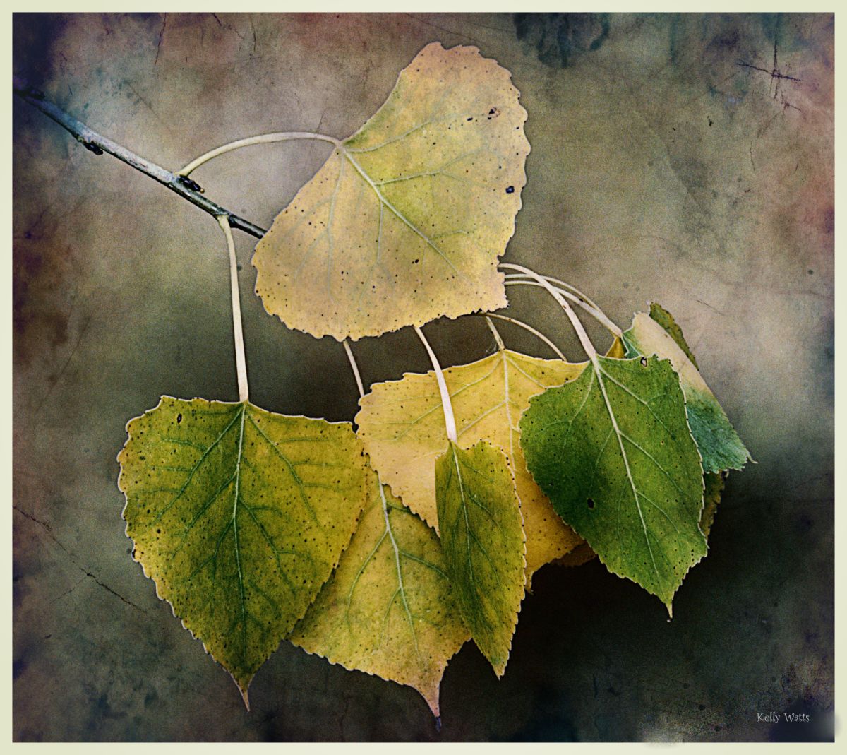 Leaves Turning Fall