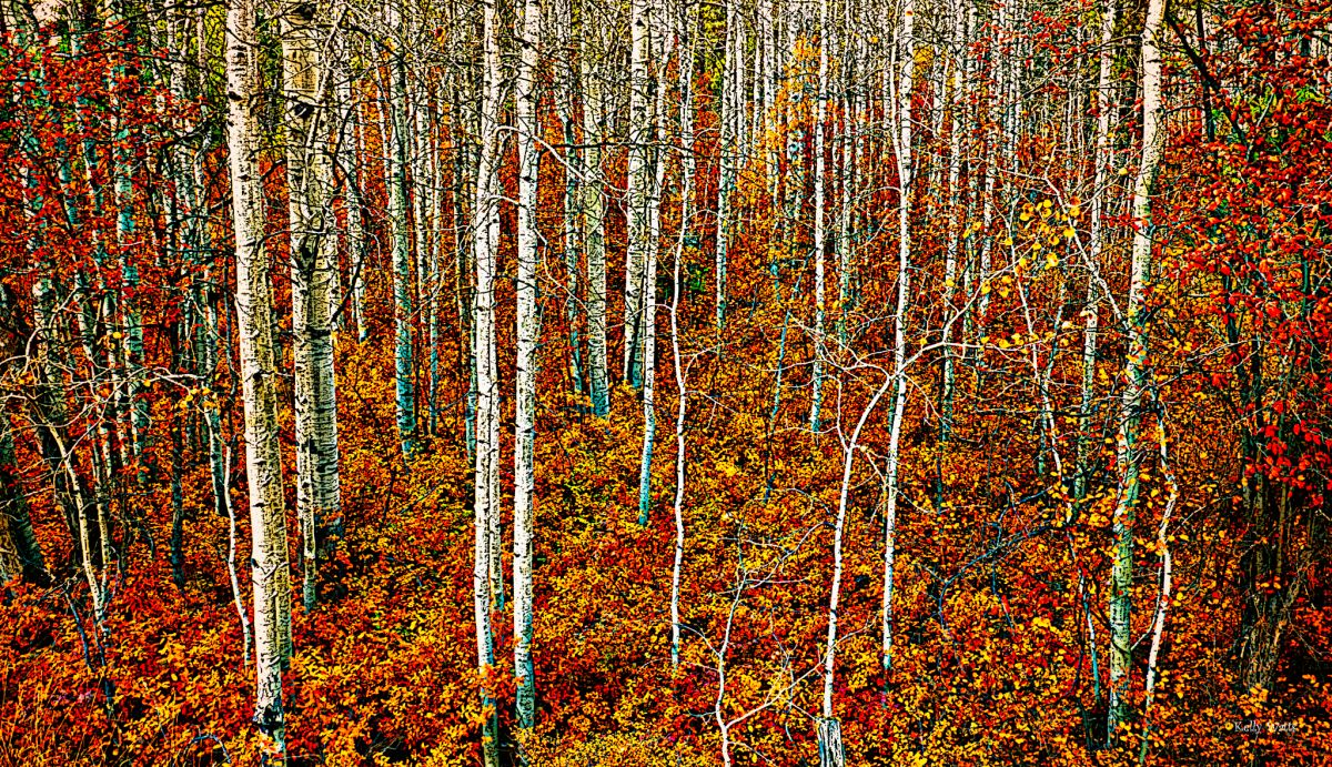 Aspen Jungle