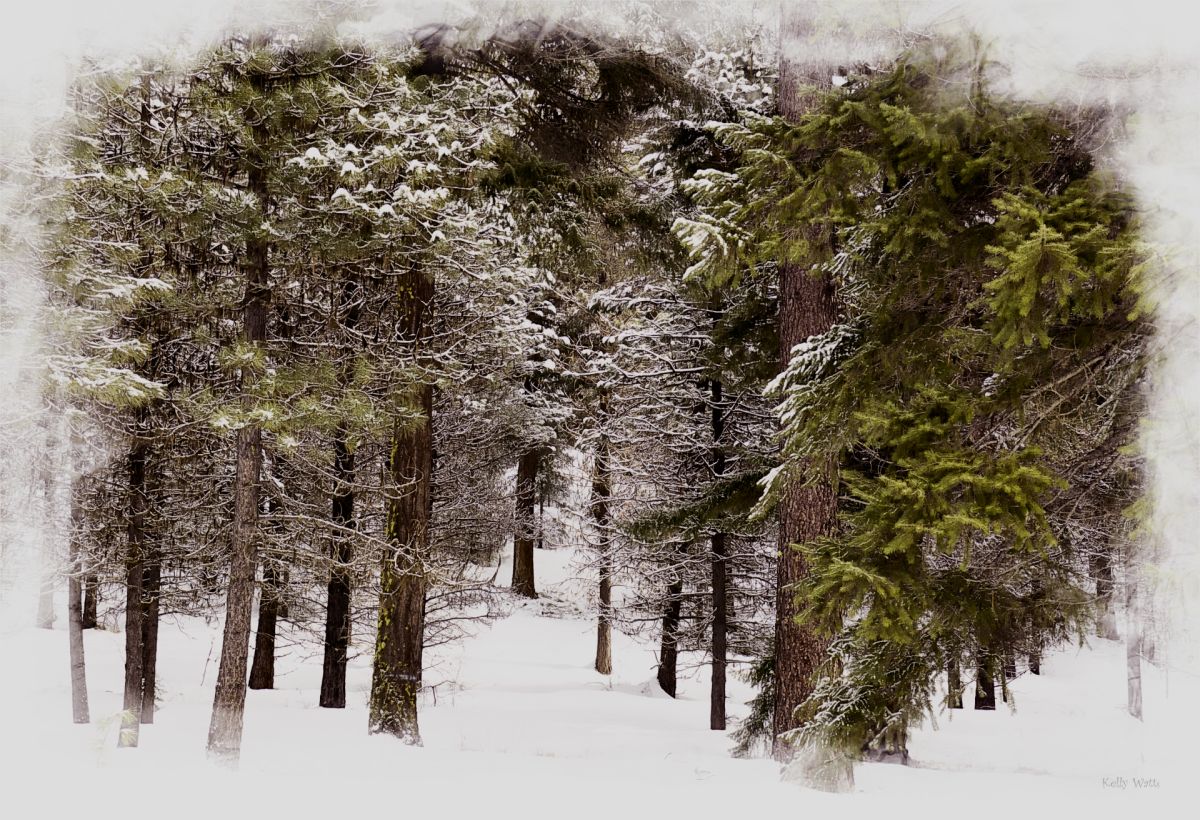 Cold Trees