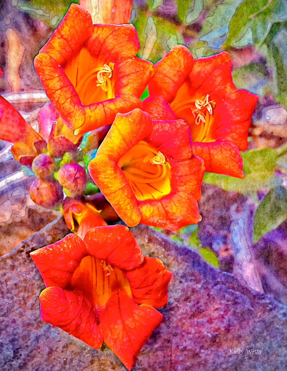 Orange Family