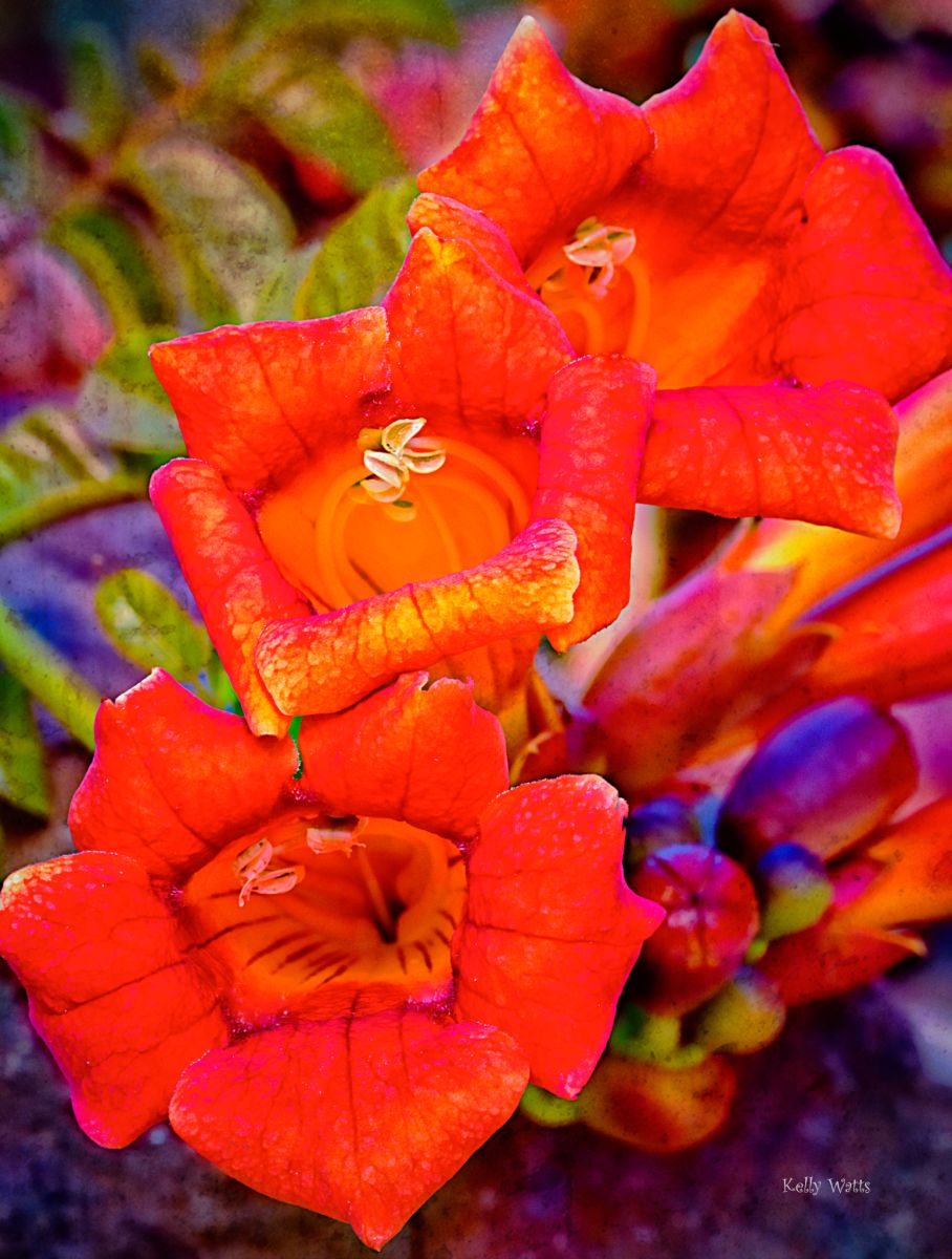Orange Trio