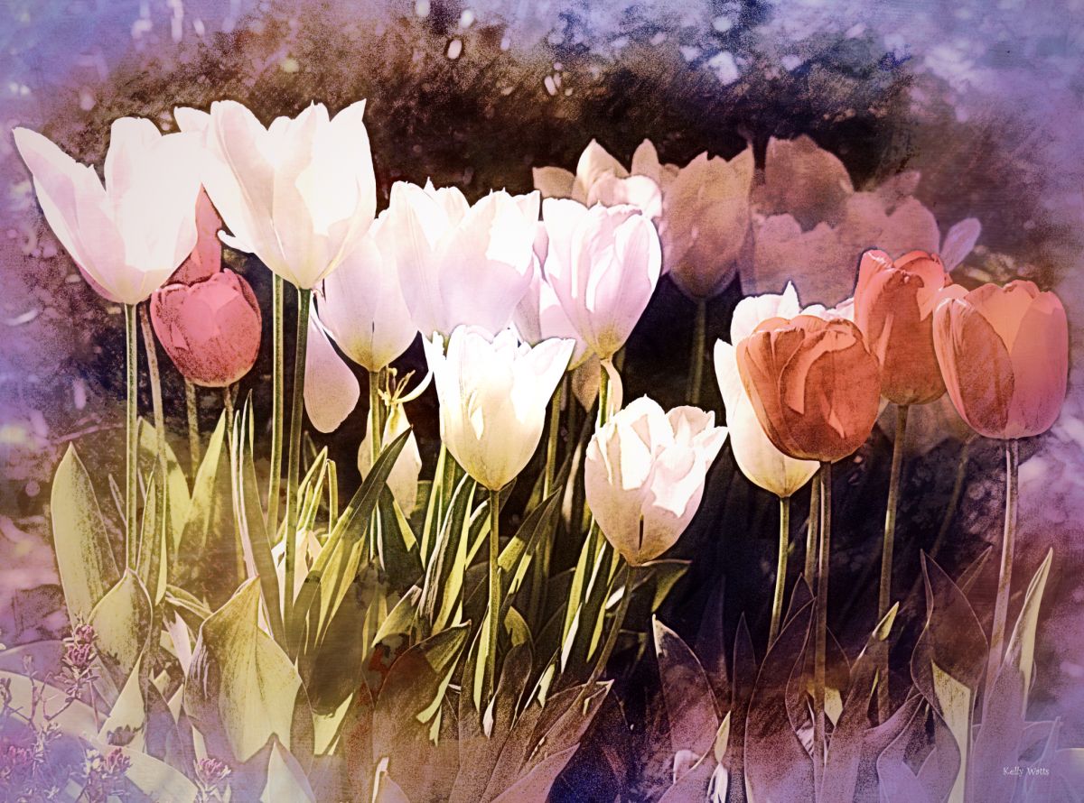 Red White Tulip