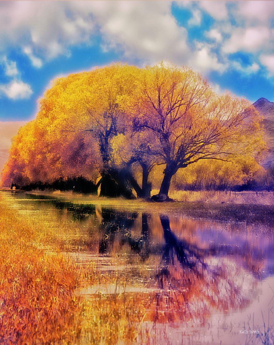 Willow Reflections