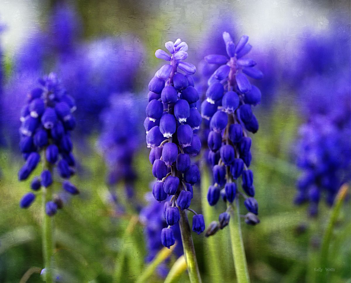 Blue Diffusion