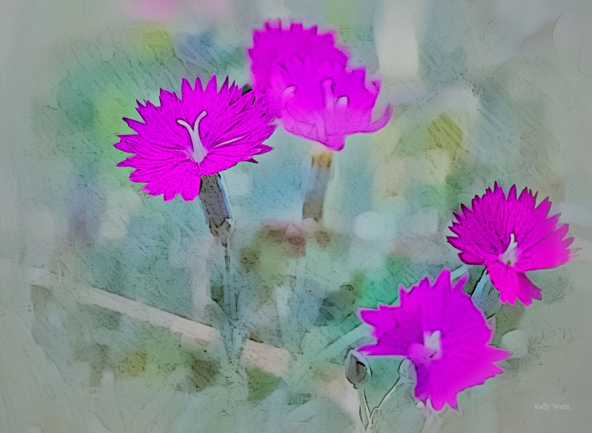 Carnation Abstract