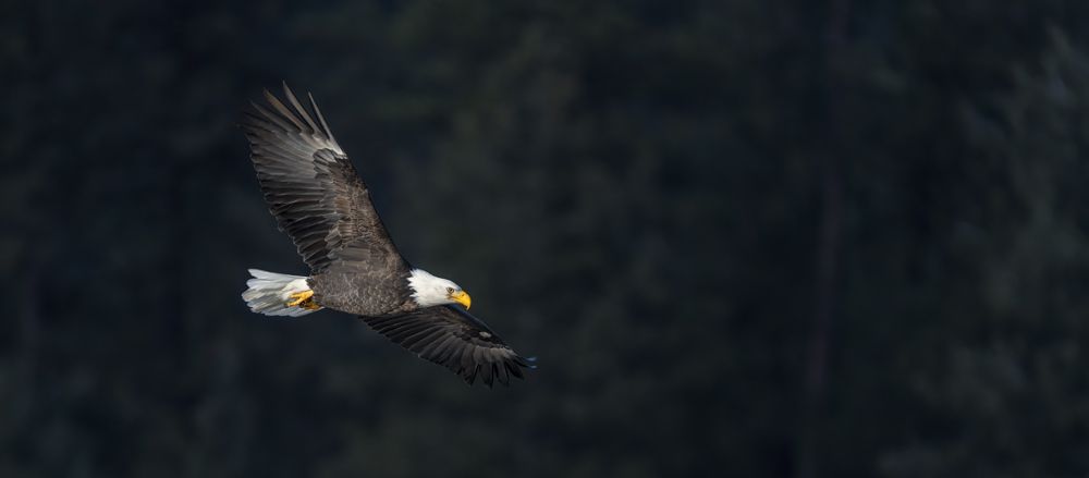Gliding