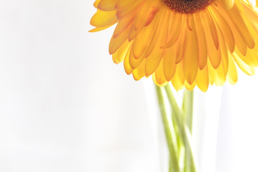Daisy