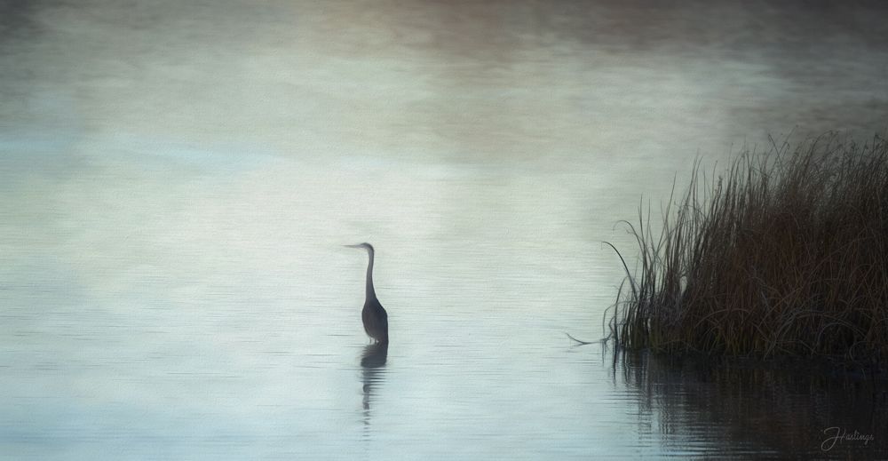 Blue Heron