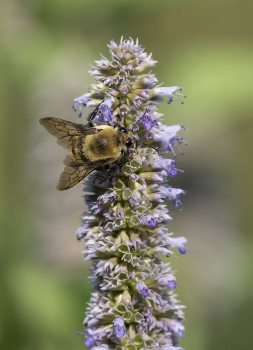 Spring Bee