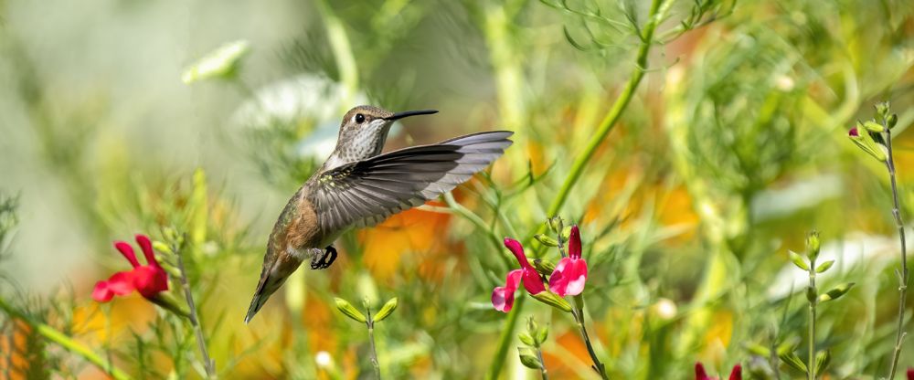 Hello Hummer!