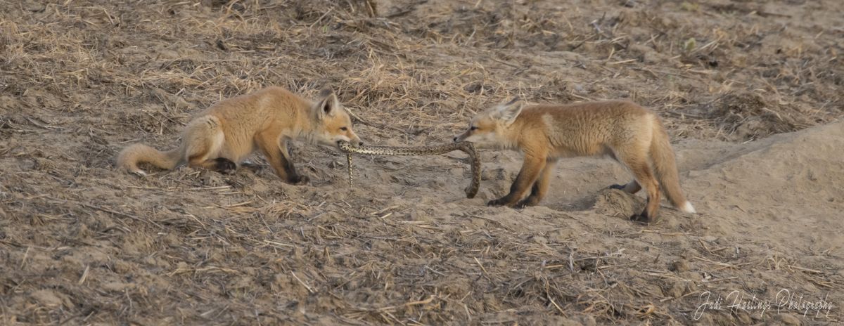 Tug 'o war