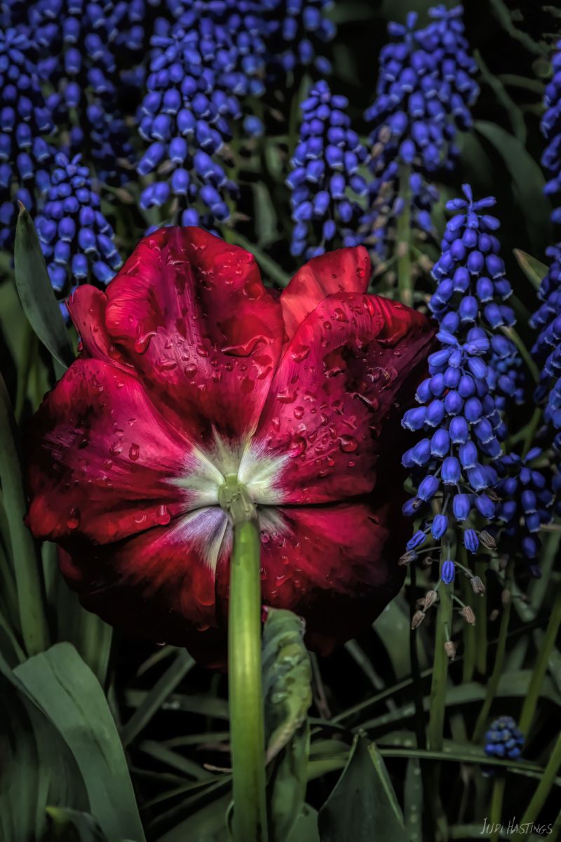 Backside of a Tulip