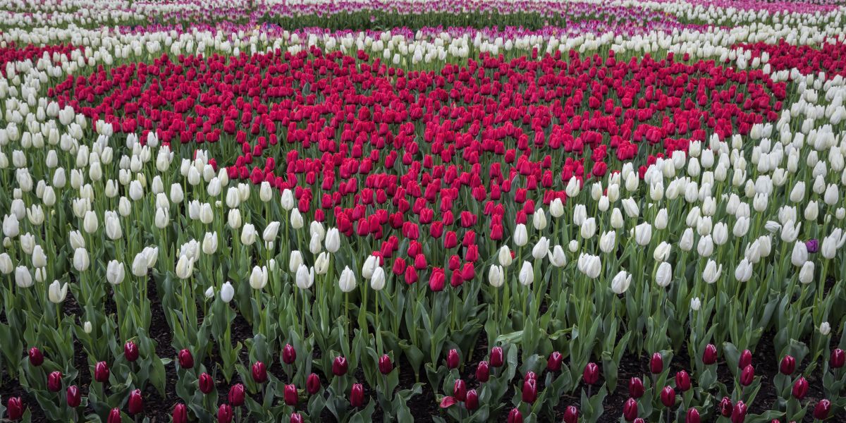 Love, Tulips