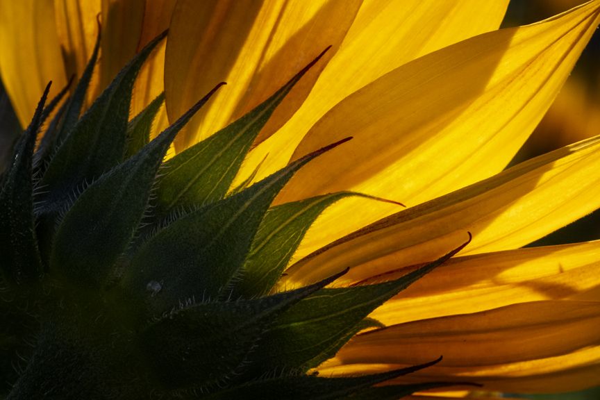 Face the Sun