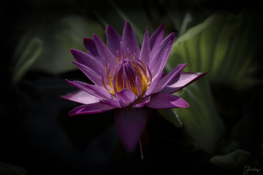 Opening to the Sun