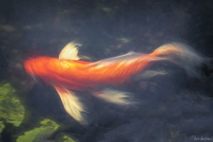 Butterfly Koi