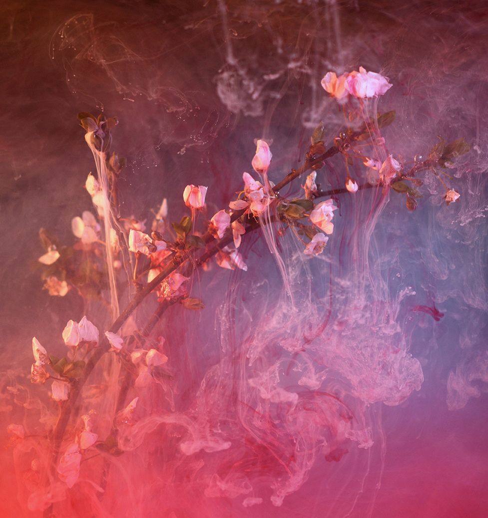 Plum Blossoms