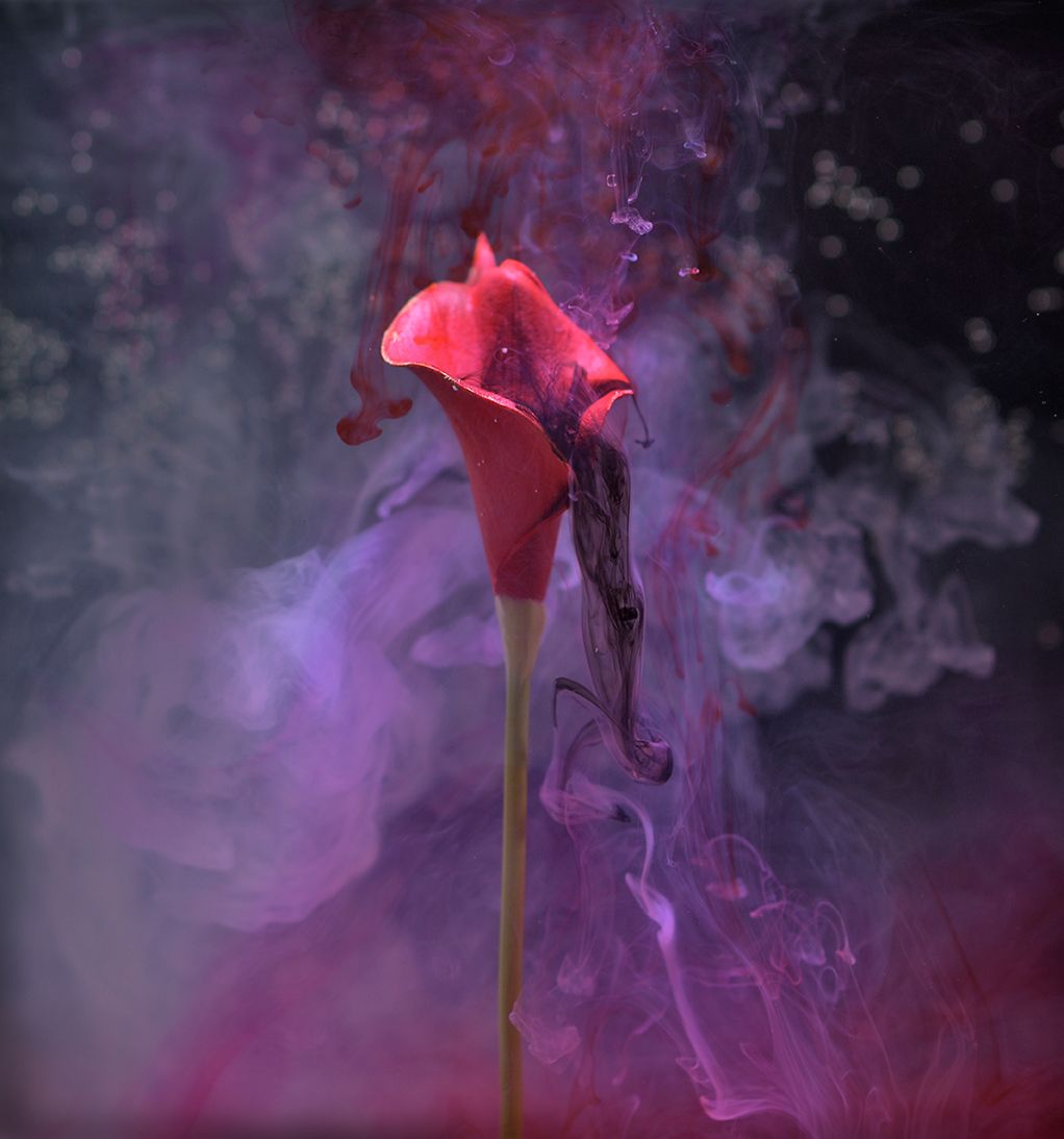 Crimson Calla