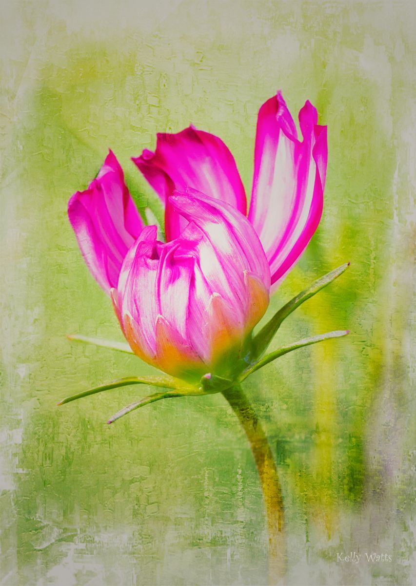 Opening Cosmos