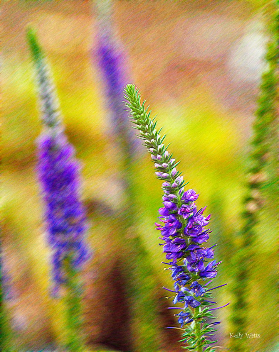 Speedwell Survival