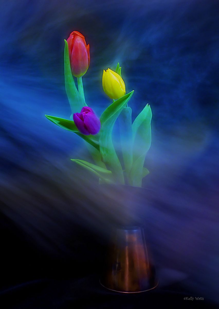 Tulips On The Move