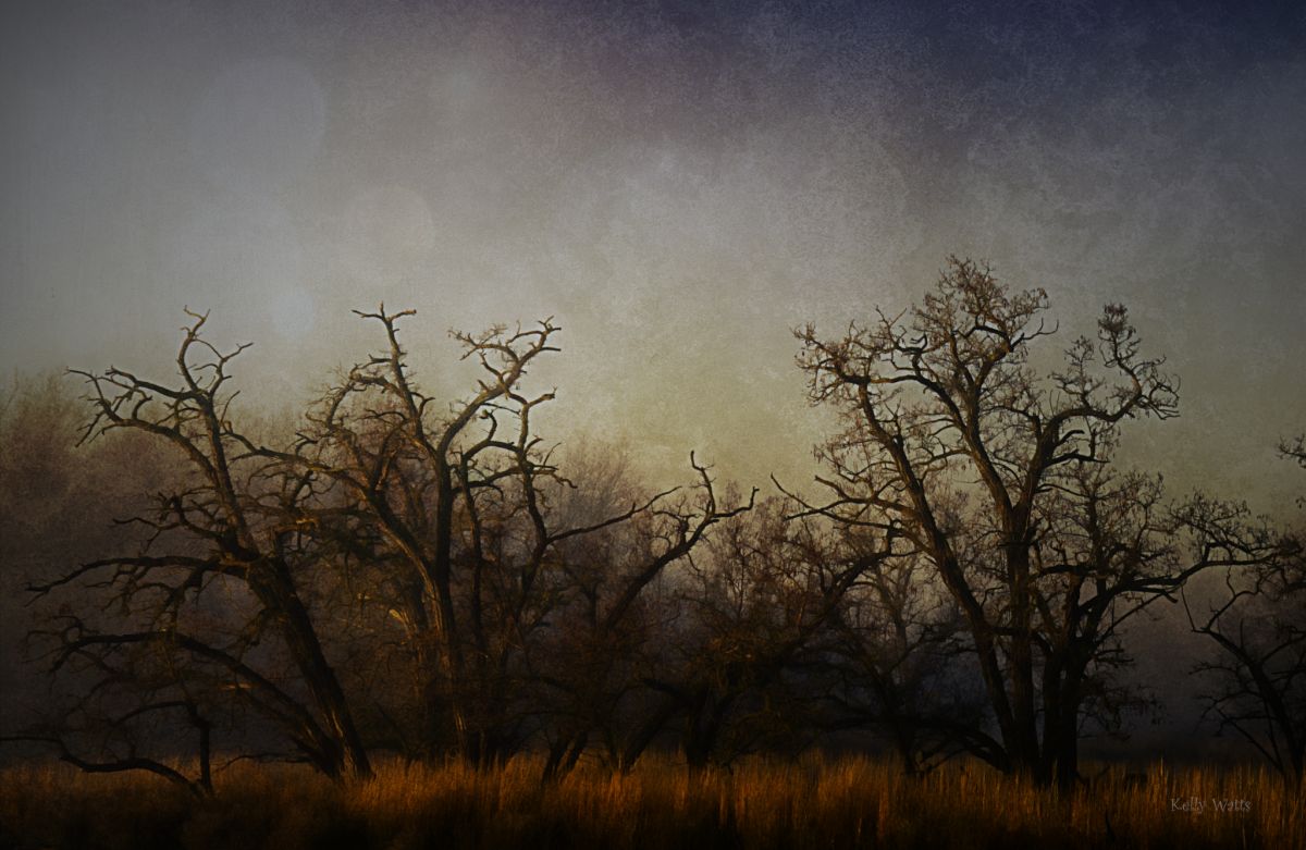 Wicked Trees