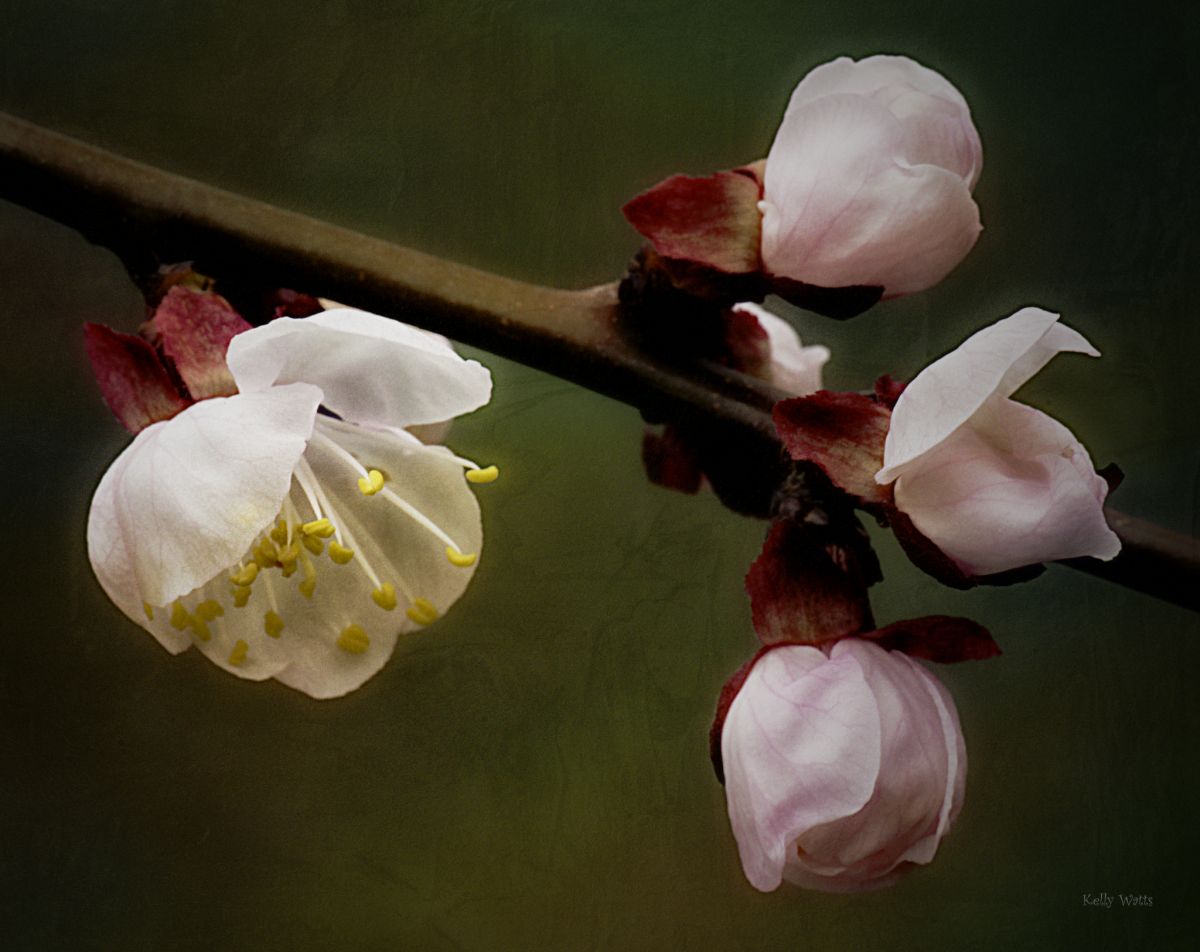 Beginning To Bloom