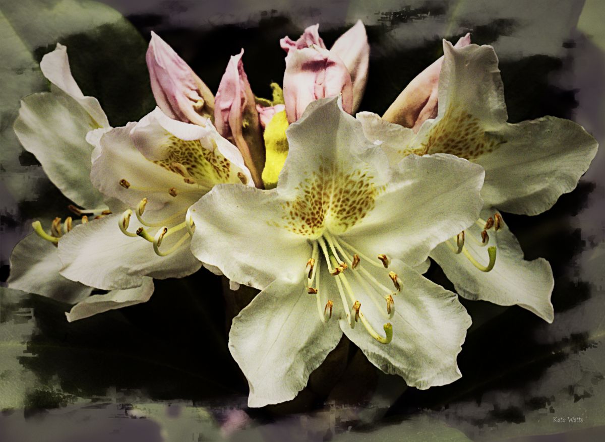 Rhody Anthers