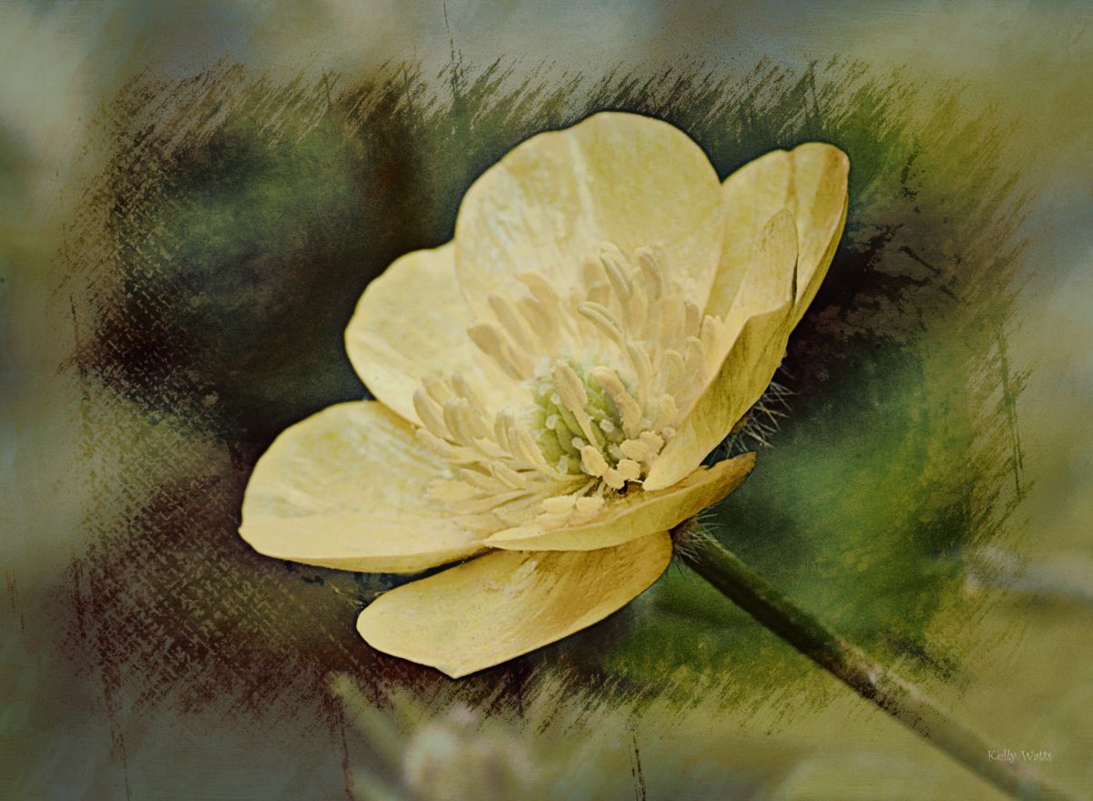 Yellow Tough Flower