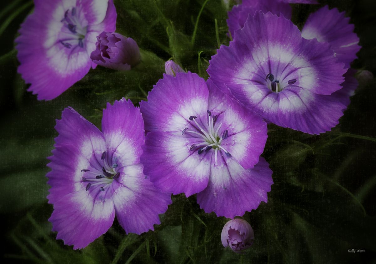 Pink Carnation