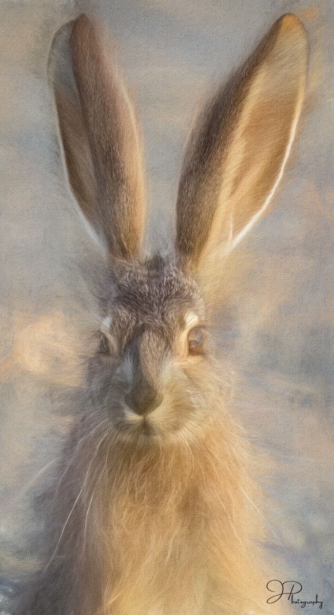 Baby Jackrabbit