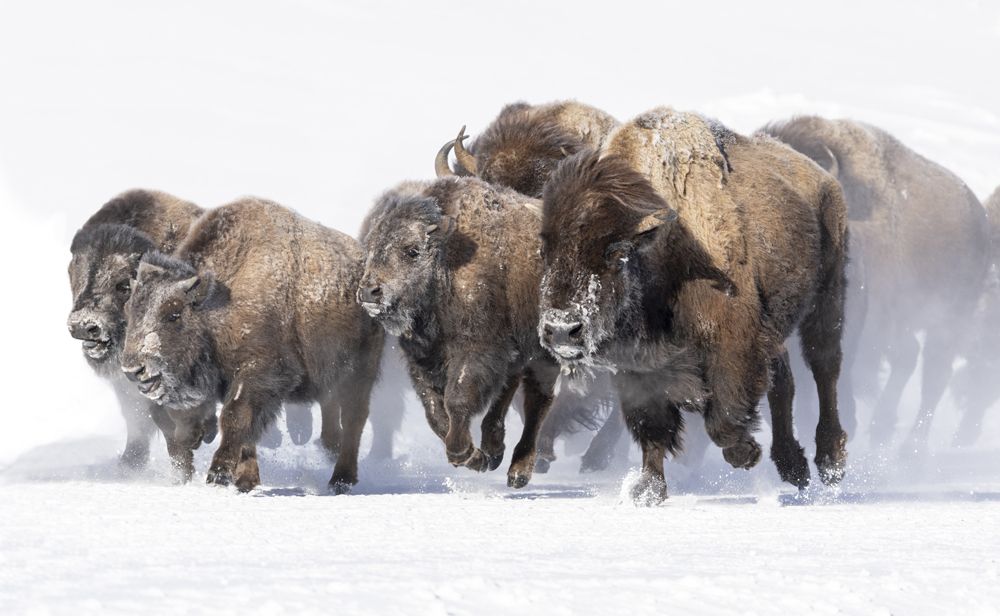 Stampede!