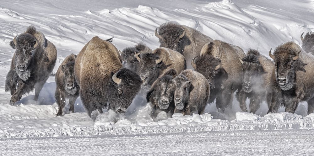 Stampede II