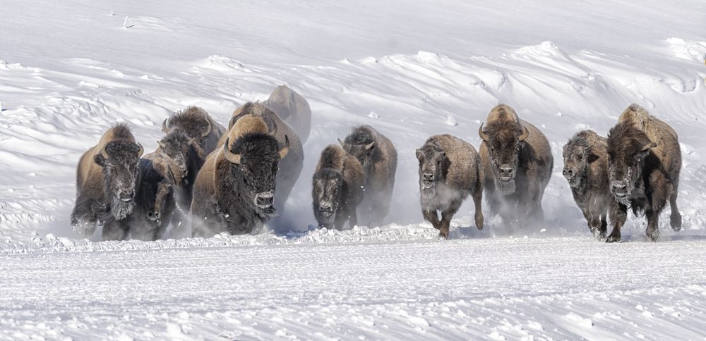 Stampede III
