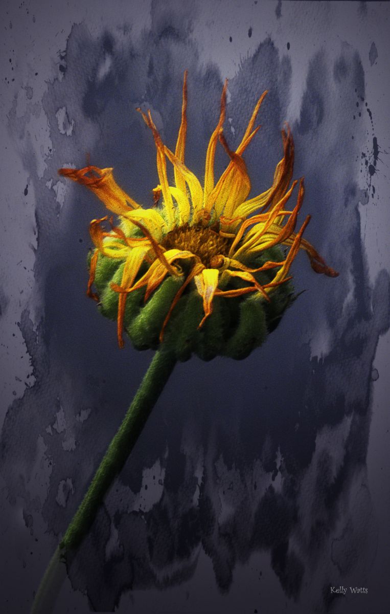 Fluid Calendula