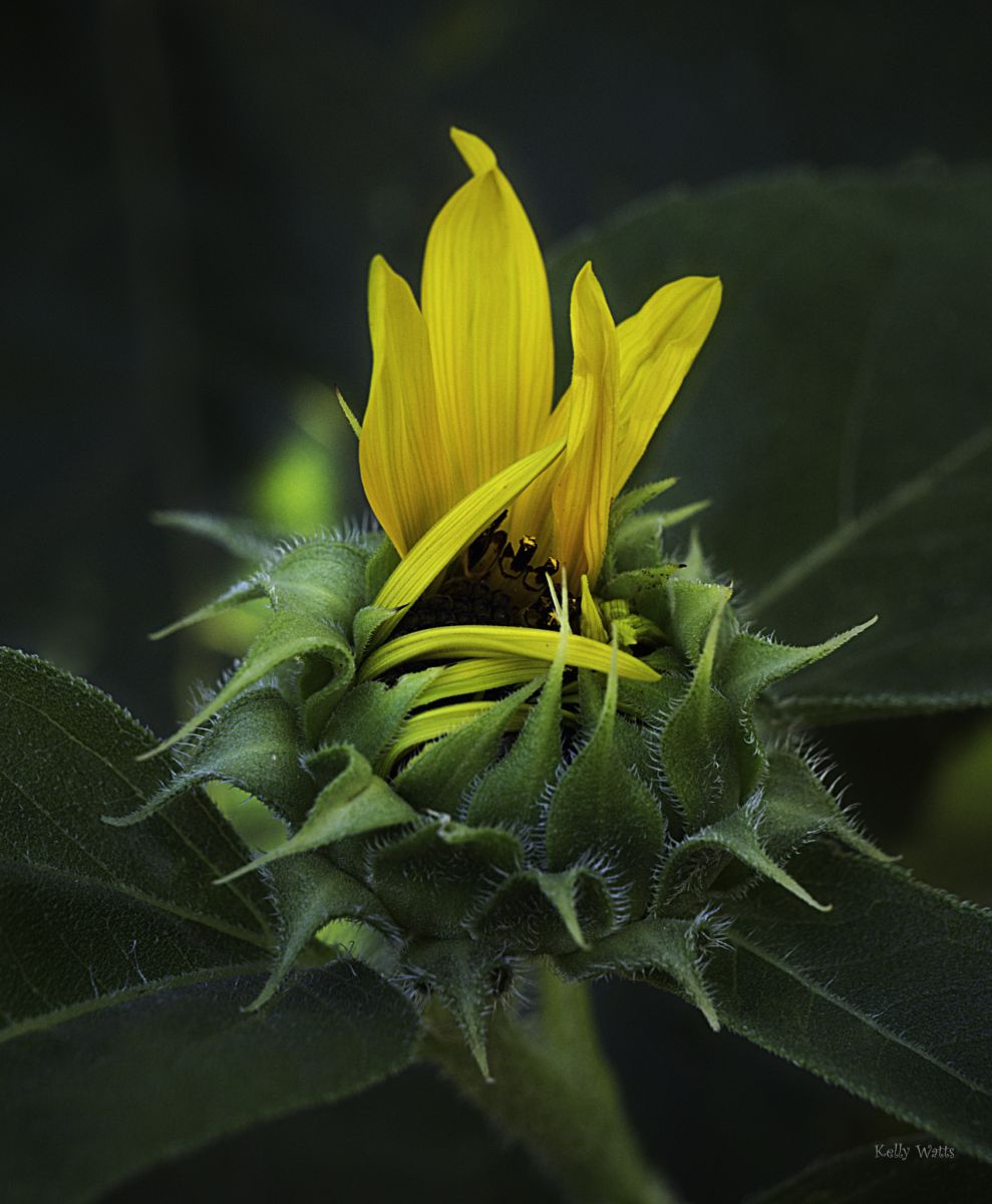 Sunflower Opening up
