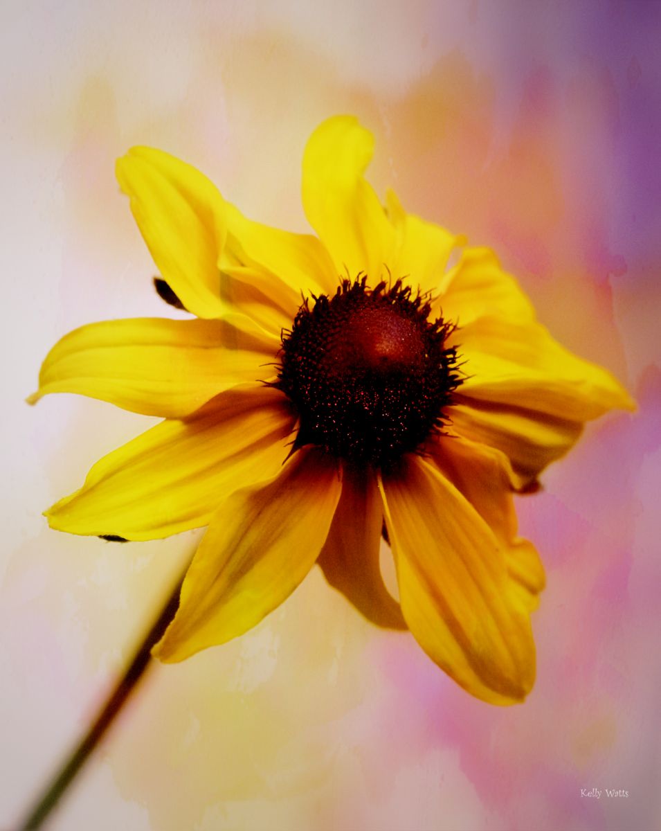 Brillant Coneflower