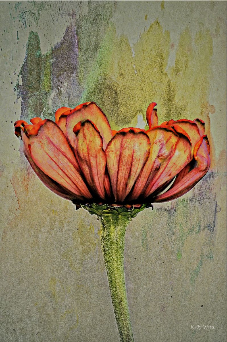 Weathered Zinnia