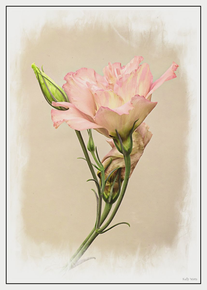 Dainty Rose