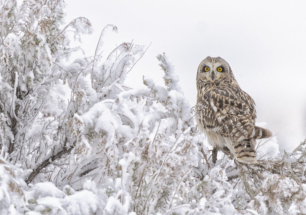 Short Earred Owl II