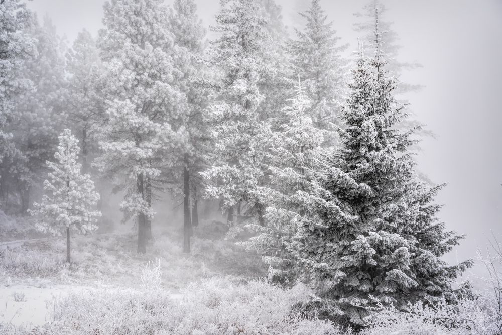 Winter Scene