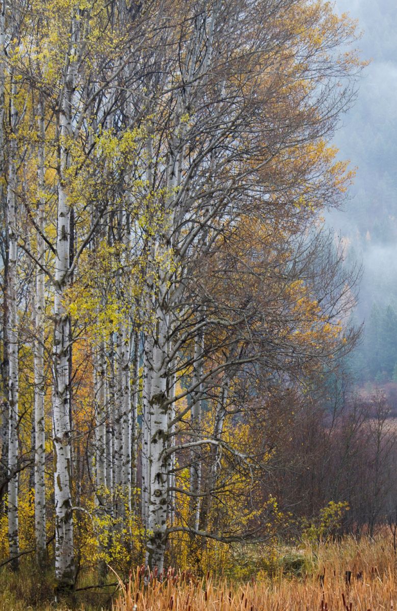 Autumns Glory