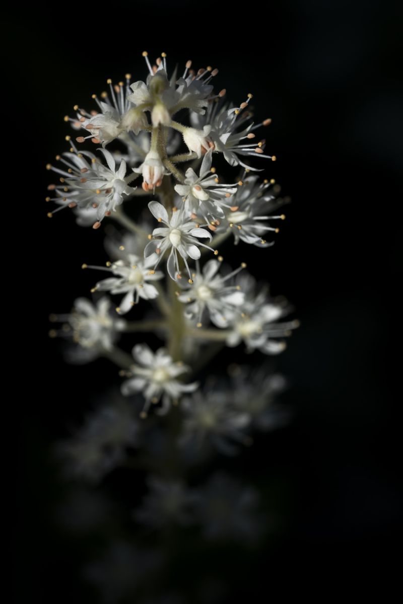 Water flower