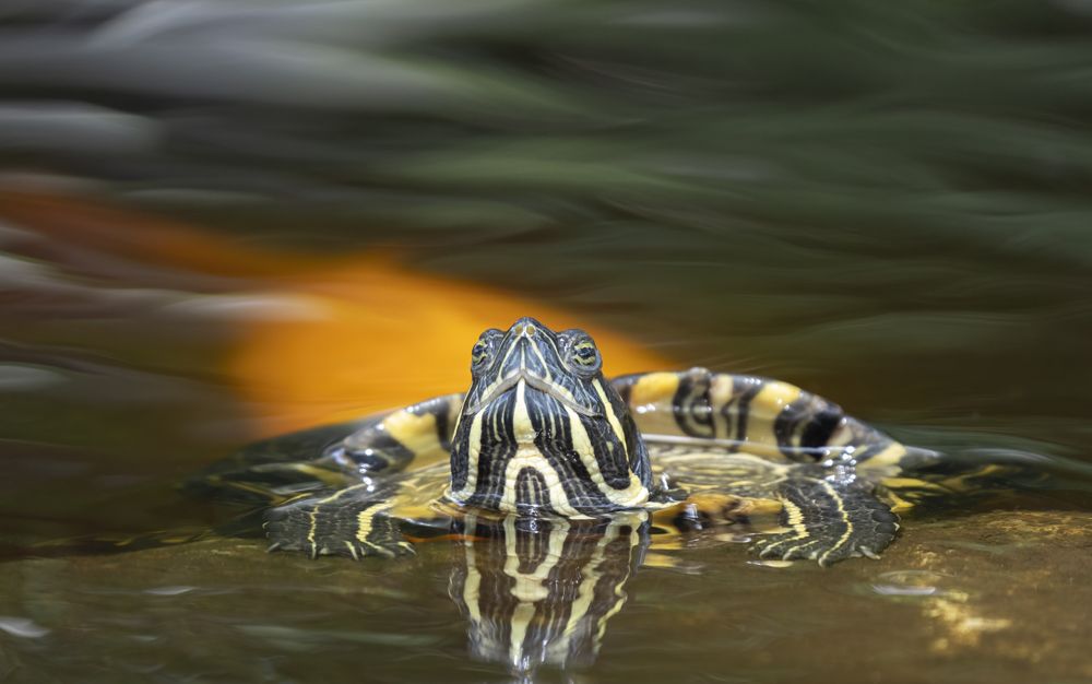 Turtle Turtle